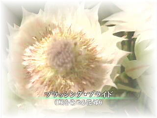 _CAi܂̌̃u[PƂȂ